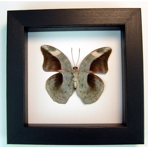 Framed Butterfly Bebearia nivaria verso Framed Green Leaf Mimic Classic Black Display
