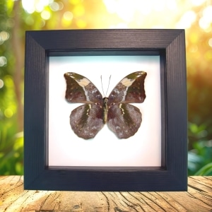 African Leaf Mimic Butterfly Bebearia sophus female Verso Framed Classic Black Display