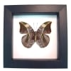 African Leaf Mimic Butterfly Bebearia sophus female Verso Framed Classic Black Display