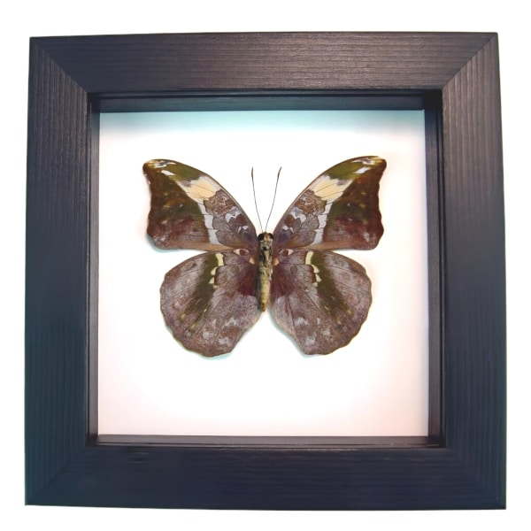 African Leaf Mimic Butterfly Bebearia sophus female Verso Framed Classic Black Display