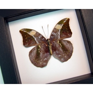 Bebearia sophus female Verso Rare Leaf Mimic Butterfly Classic Black Display