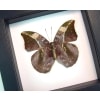African Leaf Mimic Butterfly Bebearia sophus female Verso Framed Classic Black Display