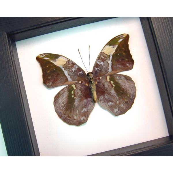 African Leaf Mimic Butterfly Bebearia sophus female Verso Framed Classic Black Display