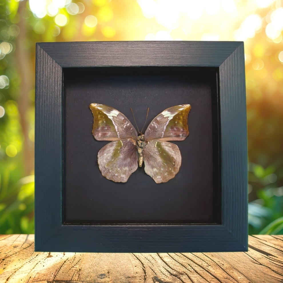 African Leaf Mimic Butterfly Bebearia sophus female Verso Framed Moonlight Display