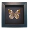 African Leaf Mimic Butterfly Bebearia sophus female Verso Framed Moonlight Display