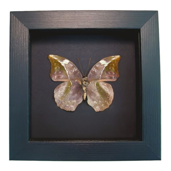 African Leaf Mimic Butterfly Bebearia sophus female Verso Framed Moonlight Display