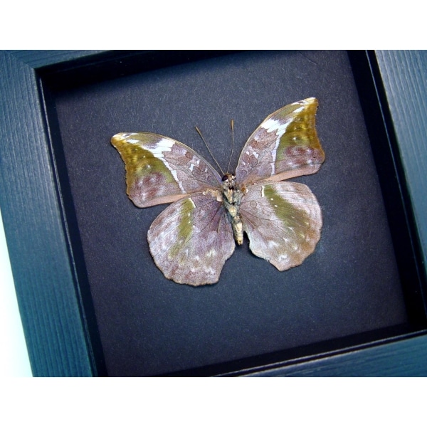 Bebearia sophus female Verso Rare Leaf Mimic Butterfly Moonlight Display ooak