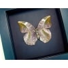 African Leaf Mimic Butterfly Bebearia sophus female Verso Framed Moonlight Display
