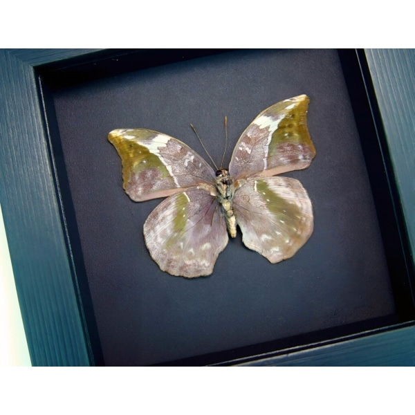 African Leaf Mimic Butterfly Bebearia sophus female Verso Framed Moonlight Display