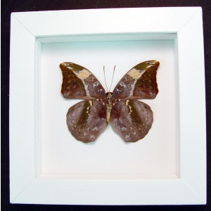 Real Framed Butterfly Bebearia sophus female Verso Vibrant White Display