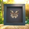 African Leaf Mimic Butterfly Bebearia sophus male Verso Framed Moonlight Display