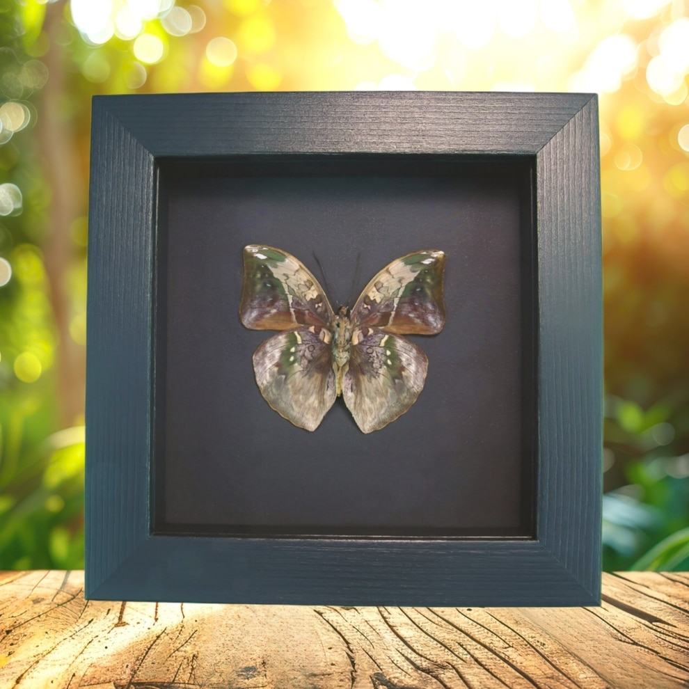 African Leaf Mimic Butterfly Bebearia sophus male Verso Framed Moonlight Display