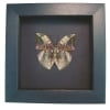 African Leaf Mimic Butterfly Bebearia sophus male Verso Framed Moonlight Display
