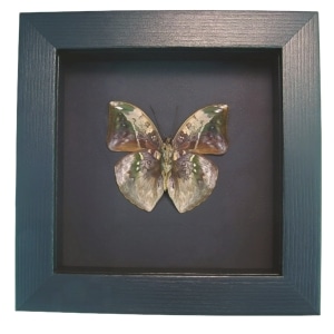African Leaf Mimic Butterfly Bebearia sophus male Verso Framed Moonlight Display
