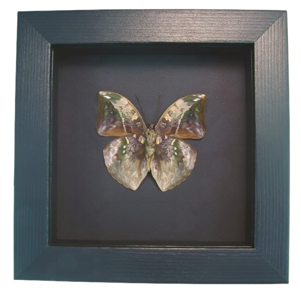 African Leaf Mimic Butterfly Bebearia sophus male Verso Framed Moonlight Display