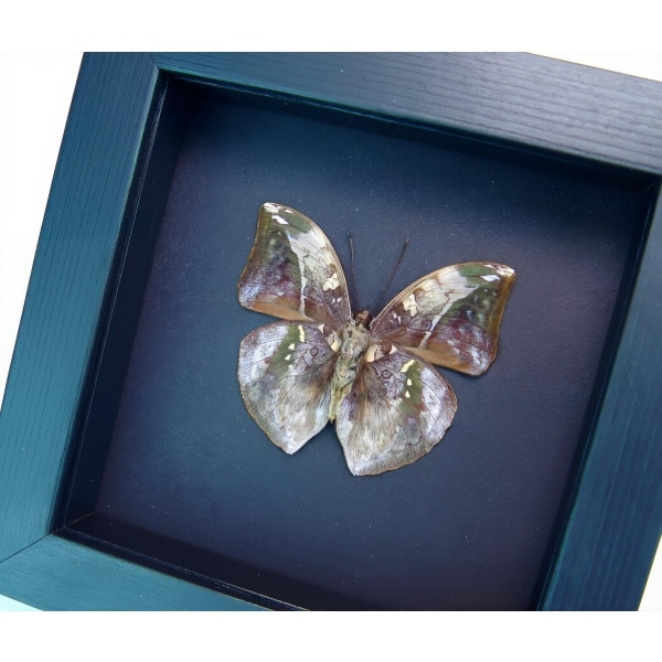 African Leaf Mimic Butterfly Bebearia sophus male Verso Framed Moonlight Display