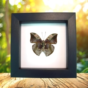 African Leaf Mimic Butterfly Bebearia sophus male Verso Framed Classic Black Display