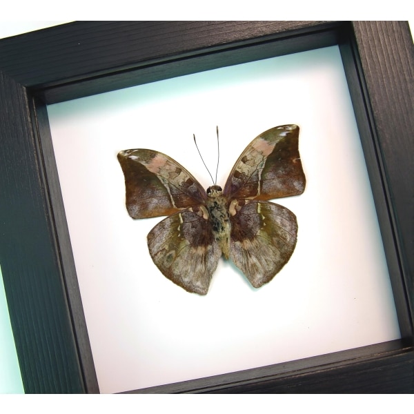 African Leaf Mimic Butterfly Bebearia sophus male Verso Framed Classic Black Display