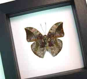 African Leaf Mimic Butterfly Bebearia sophus male Verso Framed Classic Black Display