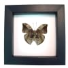 African Leaf Mimic Butterfly Bebearia sophus male Verso Framed Classic Black Display