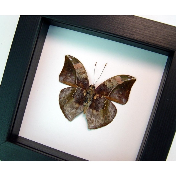 Bebearia sophus male Verso Rare Leaf Mimic Butterfly Classic Black Display