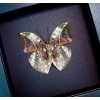 Bebearia sophus male Verso Rare Leaf Mimic Butterfly Moonlight Display