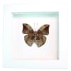 African Leaf Mimic Butterfly Bebearia sophus male Verso Insect Framed Vibrant White Display