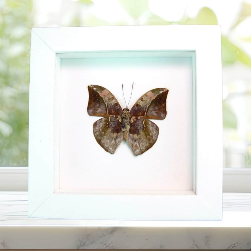 African Leaf Mimic Butterfly Bebearia sophus male Verso Insect Framed Vibrant White Display