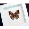 Real Framed Butterfly Bebearia sophus male Verso Rare Leaf Mimic Butterfly Vibrant White Display