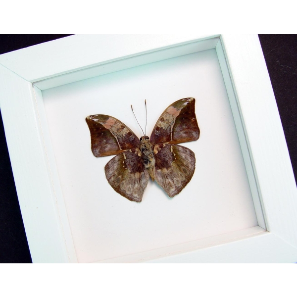 Real Framed Butterfly Bebearia sophus male Verso Rare Leaf Mimic Butterfly Vibrant White Display