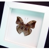 Real Framed Butterfly Bebearia sophus male Verso Rare Leaf Mimic Butterfly Vibrant White Display