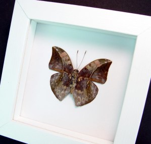 Real Framed Butterfly Bebearia sophus male Verso Rare Leaf Mimic Butterfly Vibrant White Display