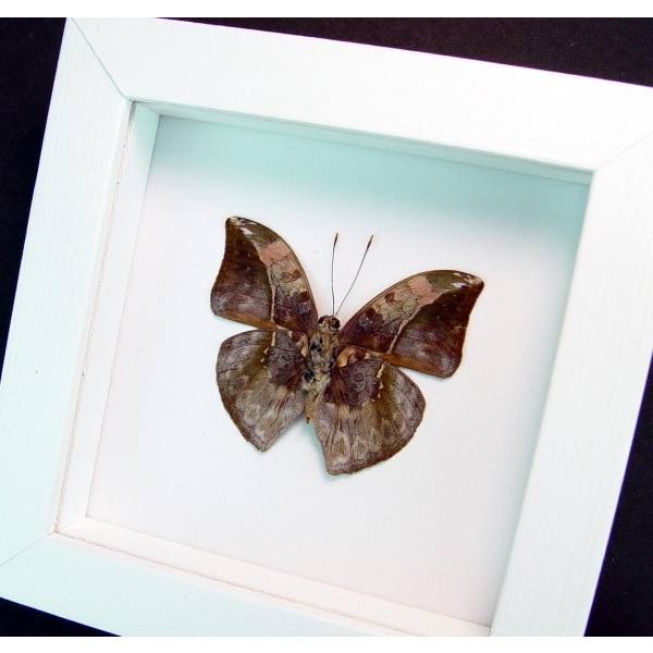 Real Framed Butterfly Bebearia sophus male Verso Rare Leaf Mimic Butterfly Vibrant White Display
