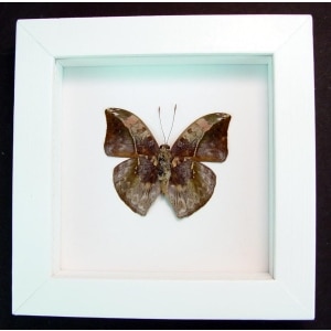 Real Framed Butterfly Bebearia sophus male Verso Rare Leaf Mimic Butterfly Vibrant White Display