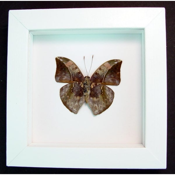Real Framed Butterfly Bebearia sophus male Verso Rare Leaf Mimic Butterfly Vibrant White Display
