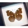 Framed Butterfly Bebearia sp verso Green Leaf Mimic Classic Black Display ooak