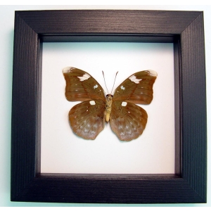 Framed Butterfly Bebearia sp verso Green Leaf Mimic Classic Black Display ooak