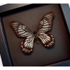 Chilasa veiovis Black Gothic Skull Butterfly Framed Butterfly Moonlight Display