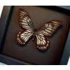 Chilasa veiovis Black Gothic Skull Butterfly Framed Butterfly Moonlight Display