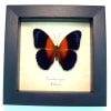 Rare Orange Blue Butterfly Cirrochroa regina Framed Insect