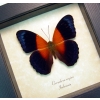 Rare Orange Blue Butterfly Cirrochroa regina Framed Insect