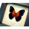 Rare Orange Blue Butterfly Cirrochroa regina Framed Insect