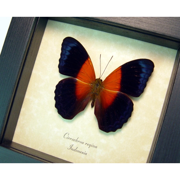 Rare Orange Blue Butterfly Cirrochroa regina Framed Insect