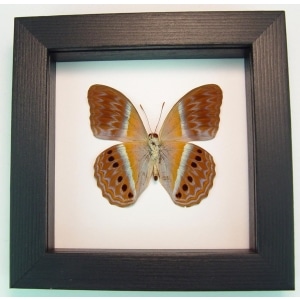 Cirrochroa regina Female verso Pink Harlequin Butterfly Framed Insect Classic Black Display