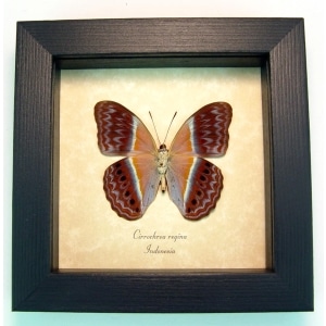 Cirrochroa regina verso Pink Harlequin Butterfly Framed Insect Taxidermy Display