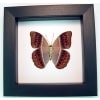 Cirrochroa regina male verso Pink Harlequin Butterfly Framed Insect Classic Black Display