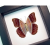 Cirrochroa regina male verso Pink Harlequin Butterfly Framed Insect Classic Black Display