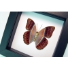 Cirrochroa regina male verso Pink Harlequin Butterfly Framed Insect Classic Black Display