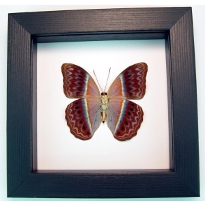 Cirrochroa regina male verso Pink Harlequin Butterfly Framed Insect Classic Black Display