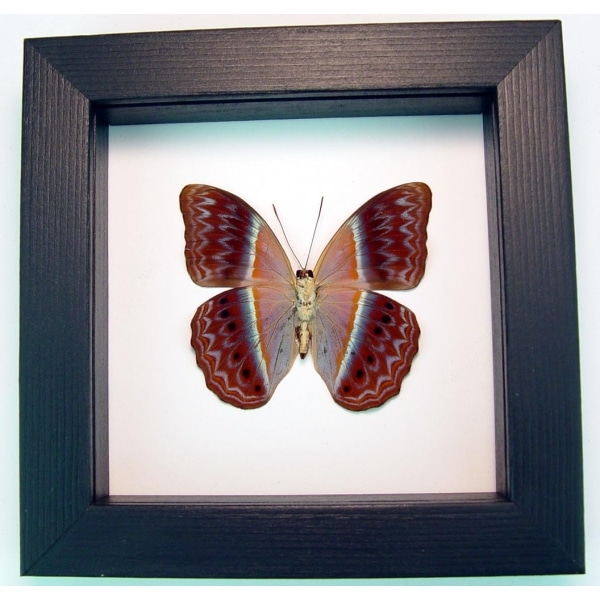 Cirrochroa regina male verso Pink Harlequin Butterfly Framed Insect Classic Black Display